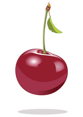 Cherry Fruit Vector