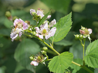 Blühende Brombeeren, Rubus sectio Rubus