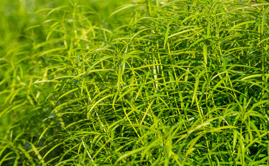 Green grass in the sun