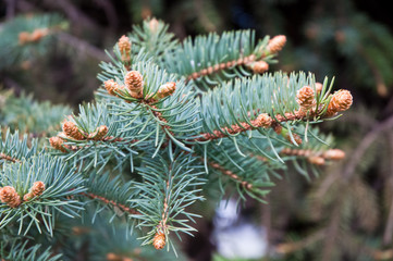 pine branch with cones