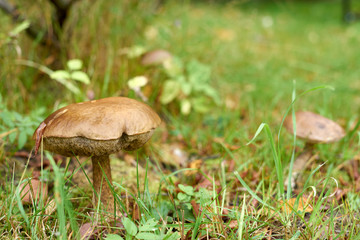 Mushroom - 4