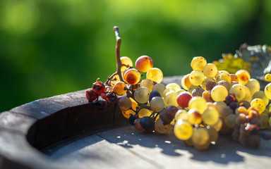 White bunch of vine grapes on barrel in the vineyard at harvesting time.