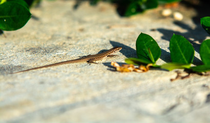 Lizard guster salamander