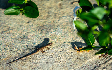 Lizard guster salamander