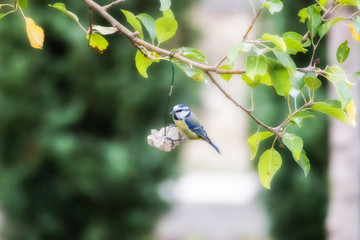 Blaumeise am Futterring