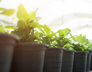 Flower pots in a plant nursery,crown of thorns or euphorbia, Euphorbia milli