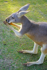 A kangaroo on the grass in a park in Australia