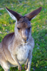 Naklejka na ściany i meble A kangaroo on the grass in a park in Australia