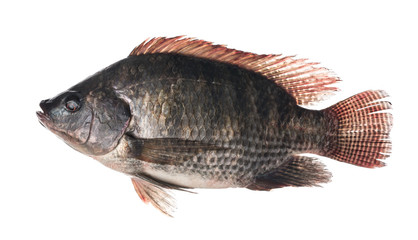 Fresh Tilapia fish isolated on white background