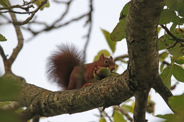 les noix et l'écureuil 