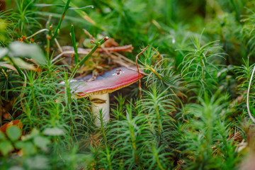 Forest mushrooms in the grass. Gathering mushrooms. Mushroom photo, forest photo, forest mushroom, forest mushroom photo