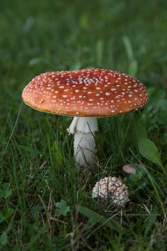 Toadstools in the meadow