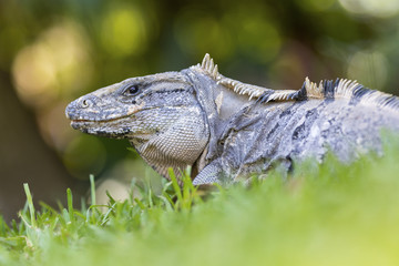 Scaley iguana basking on the grass in the sun and shadows on the Yacatan in the Riviera in Mexico looking for food