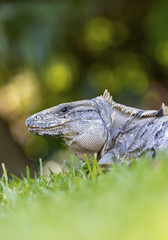 Scaley iguana basking on the grass in the sun and shadows on the Yacatan in the Riviera in Mexico looking for food