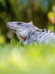 Obraz premium Scaley iguana basking on the grass in the sun and shadows on the Yacatan in the Riviera in Mexico looking for food
