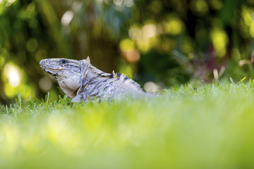 Scaley iguana basking on the grass in the sun and shadows on the Yacatan in the Riviera in Mexico looking for food