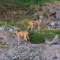 Buck & Buck