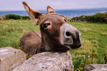Curious Countryside Donkey