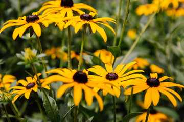 Black-eyed Susan in the Queen's Garden