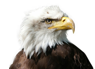 Large majestic bird eagle on white background