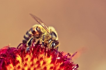 bee on flower