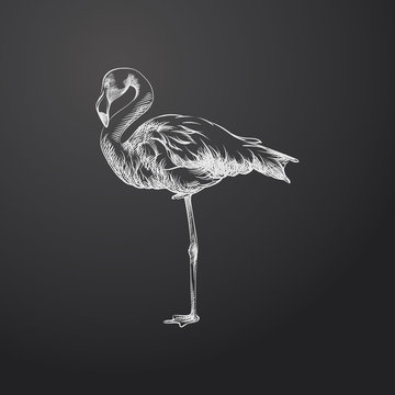 Hand Drawn Flamingo Sketch Symbol isolated on chalkboard. Vector  Element In Trendy Style
