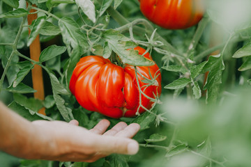 beautiful big red ribbed tomato grows on bush