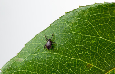 A parasitic tick climbs a leaf of a plant. Close-up....