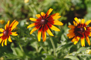 black-eyed Susan flower in the summer garden on a green background