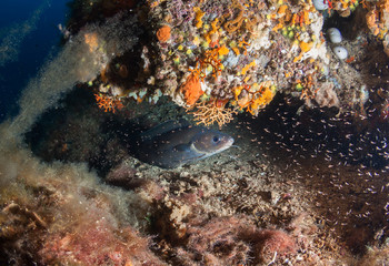 Underwater life,  Mediterranean sea.