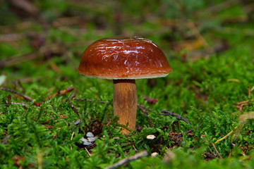 Young Bay bolete with spherical, brown, wet and sticky cap in moss