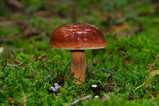 Young Bay bolete with spherical, brown, wet and sticky cap in moss