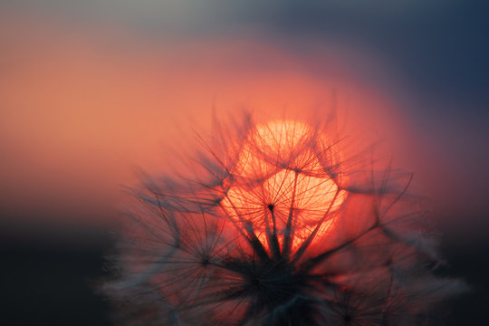 Detail closeup of a dandelion flower with seeds at colorful sunset light and the sun with great blurry macro bokeh. Braunschweig, Germany