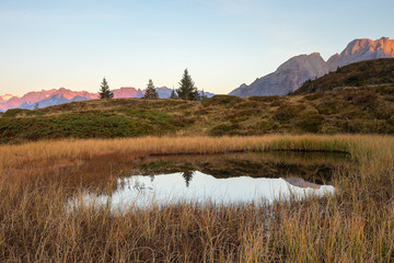 Moorlandschaft, Schmetterlinge, wilde Kräuter