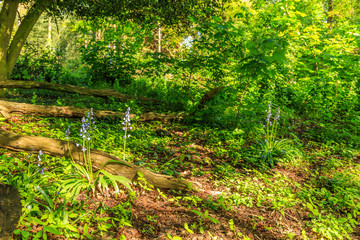 Solitaire Common Bluebell, Hyacinthoides hispanica,  a typical spring flower on a shaded spot in Groenendaalse Bos forest