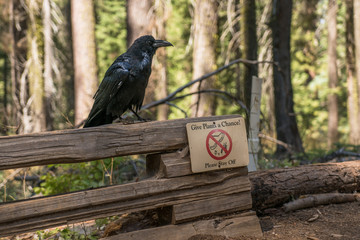 black crow on a wood fence