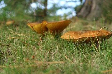Suillus Bovinus in a grassy patch under trees