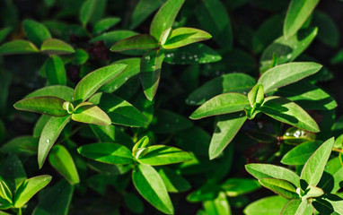 Green leaf with water drop nature background.