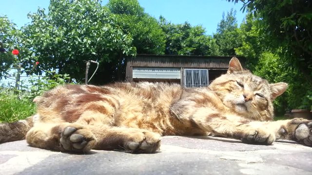 gattone dorme al sole