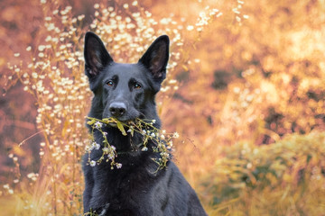 Pies, czarny owczarek niemiecki trzymający gałązkę z białymi kwiatkami, portret jesienny - obrazy, fototapety, plakaty