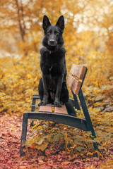 Pies, czarny owczarek niemiecki siedzący na ławce w parku na jesiennym tle