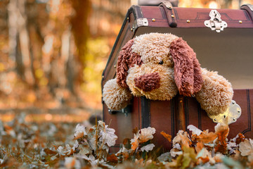 Pluszowy piesek leżący w starej walizce wśród jesiennych liści - obrazy, fototapety, plakaty