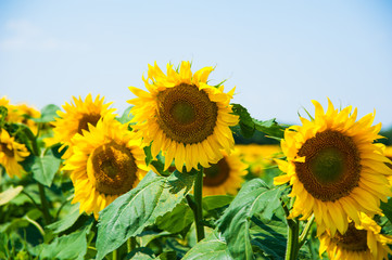 Sunflower field. Summer landscape