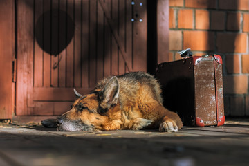 Pies, owczarek niemiecki śpiący obok walizki przed drzwiami - obrazy, fototapety, plakaty