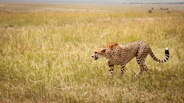 chettah hunting in the grass of africa