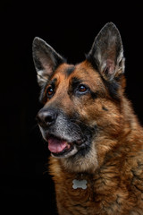 Pies, owczarek niemiecki, portret na czarnym tle