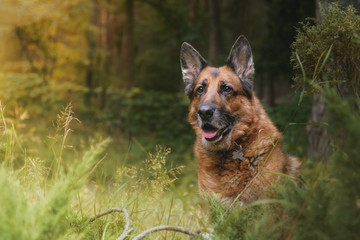 Portret psa, owczarek niemiecki w lesie