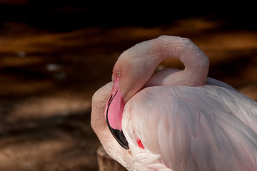 flamingo parque das aves natureza 