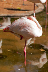 flamingo parque das aves natureza 