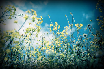 Fototapeta na wymiar vintage flowers and sky